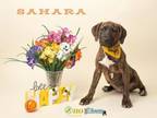 Adopt Sahara a Hound, Mixed Breed