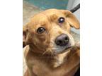 Adopt Birdie a Mixed Breed