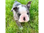 Olde English Bulldogge Puppy for sale in Wilkesboro, NC, USA