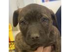 Adopt Cassidy a Pit Bull Terrier