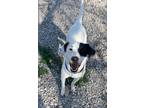 Adopt Izzy a Mixed Breed