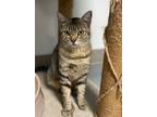 Adopt Ophelia a Domestic Short Hair