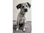 Adopt Amore a Cattle Dog, Mixed Breed