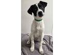 Adopt Luz a Cattle Dog, Mixed Breed