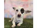 Adopt Grace a Jack Russell Terrier