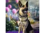 Adopt Dina a German Shepherd Dog