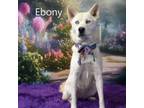 Adopt Ebony a Husky