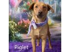 Adopt Piglet a Labrador Retriever