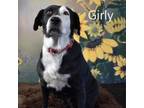 Adopt Girly a American Staffordshire Terrier