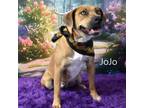 Adopt JoJo a Mixed Breed