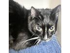 Adopt Anna a Domestic Short Hair