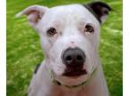 Adopt TILLY a Pit Bull Terrier