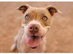 Adopt PRINCESS a Pit Bull Terrier