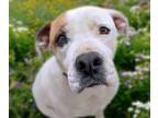 Adopt WINAFRED a American Staffordshire Terrier, Mixed Breed