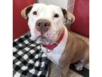 Adopt GEMMA a Pit Bull Terrier