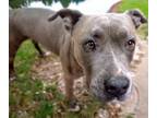 Adopt BAGGINS* a Pit Bull Terrier