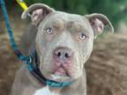 Adopt ROSIE a Pit Bull Terrier