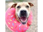 Adopt BROOKE* a Pit Bull Terrier