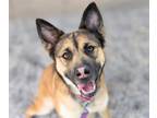 Adopt STEFFI a German Shepherd Dog