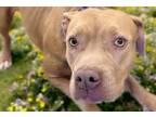 Adopt PEPPER a Pit Bull Terrier