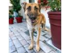 Adopt SAM a German Shepherd Dog, Mixed Breed