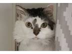 Adopt FLOOFNPOOF* a Turkish Van