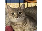 Adopt Gerdy a Domestic Short Hair