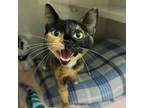 Adopt Saoirse (queen) a Domestic Short Hair