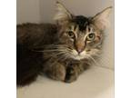 Adopt Pancake a Domestic Medium Hair