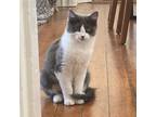 Adopt Remy a Domestic Medium Hair