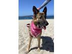 Adopt Maya a German Shepherd Dog