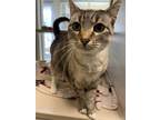 Adopt Luna a Domestic Short Hair