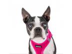 Adopt Meeko 11782 a Boston Terrier