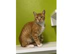 Adopt LUCKY a Domestic Short Hair