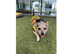 Adopt CHANEL a Terrier, Mixed Breed