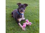 Adopt Dora a Mixed Breed