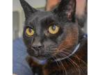 Adopt Sabrina a Domestic Short Hair