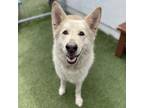 Adopt Shimmer a Shepherd, Husky