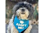 Adopt Maggie a Shih Tzu, Lhasa Apso