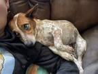 Adopt Ginger a Australian Cattle Dog / Blue Heeler, Dachshund