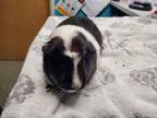 Adopt Oreo a Guinea Pig