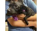 Adopt Coco a Terrier, Mixed Breed