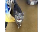 Adopt Pebbles a Domestic Short Hair