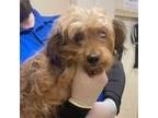 Adopt Misty a Lhasa Apso, Mixed Breed