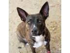 Adopt A686136 a Pit Bull Terrier, Mixed Breed