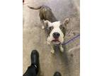 Adopt WAFFLE a Pit Bull Terrier