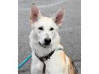 Adopt MERIDA a German Shepherd Dog