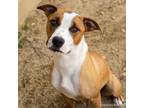 Adopt RUBY LOU a Pit Bull Terrier