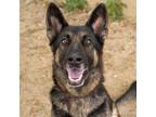 Adopt MARTINI a German Shepherd Dog