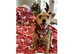 Adopt NOELLE a Terrier